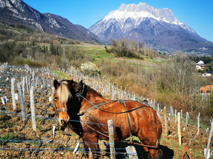 Next in Savoie: Domaine des Côtes Rousses