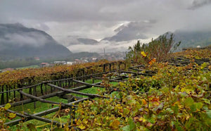 Alto Piemonte’s One & Only: 2018 Ferrando Carema